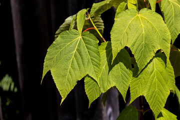 Striped Maple tree 