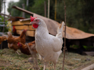 Free range chicken on a traditional poultry farm
