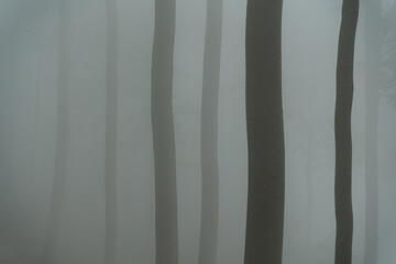 Tree trunks in the dense fog that pervades the Black Forest