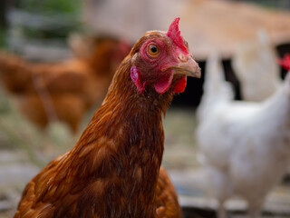 Free range chicken on a traditional poultry farm