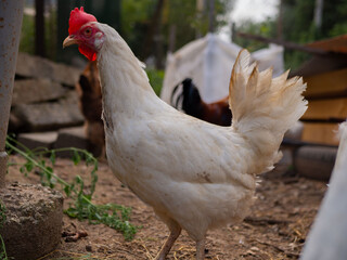 Free range chicken on a traditional poultry farm