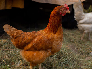 Free range chicken on a traditional poultry farm