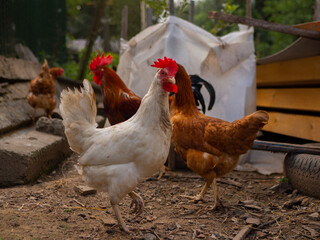 Free range chicken on a traditional poultry farm