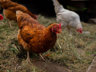 Free range chicken on a traditional poultry farm