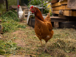 Free range chicken on a traditional poultry farm