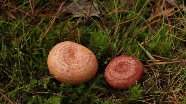Video comparison of the mushrooms above and below, which from above are easy to confuse. On the left is the edible mushroom saffron milk cap and on the right is the conditionally edible woolly milkcap