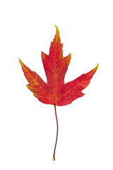 Isolated red orange fall autumn maple leaf