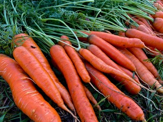 Picking fresh carrots. Close-up of a harvested heap of carrots with herbs