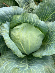 Obraz premium Head of cabbage. Cabbage head growing in vegetable farm.
