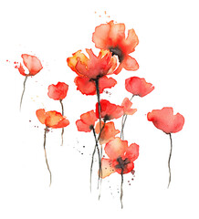 Red poppies watercolor illustration, Isolated on white. Wild red poppies. Surface design for interior decoration, textile printing, printed issues, invitation cards - obrazy, fototapety, plakaty