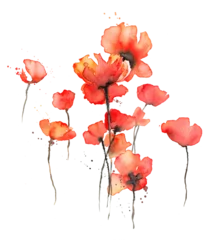 Foto op Plexiglas Red poppies watercolor illustration, Isolated on white. Wild red poppies. Surface design for interior decoration, textile printing, printed issues, invitation cards © lumitar