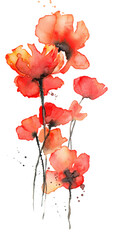 Red poppies watercolor illustration, Isolated on white. Wild red poppies. Surface design for interior decoration, textile printing, printed issues, invitation cards - obrazy, fototapety, plakaty