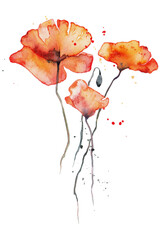Red poppies watercolor illustration, Isolated on white. Wild red poppies. Surface design for interior decoration, textile printing, printed issues, invitation cards