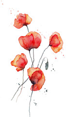 Red poppies watercolor illustration, Isolated on white. Wild red poppies. Surface design for interior decoration, textile printing, printed issues, invitation cards