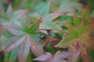 fly on leaf