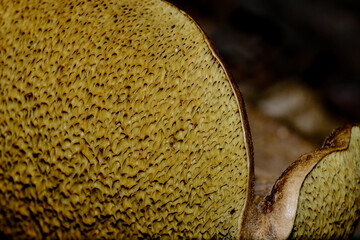 In the autumn forests in Bavaria, they can be found almost everywhere: Mushrooms in all colors and shapes.
On leafy forest floors and lush green moss, they look incredibly bizarre and unique.