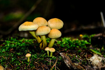 In the autumn forests in Bavaria, they can be found almost everywhere: Mushrooms in all colors and shapes.
On leafy forest floors and lush green moss, they look incredibly bizarre and unique.