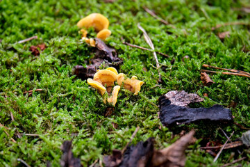 In the autumn forests in Bavaria, they can be found almost everywhere: Mushrooms in all colors and shapes.
On leafy forest floors and lush green moss, they look incredibly bizarre and unique.