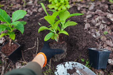 Gardener transplanting bigleaf hydrangeas from containers into soil. Autumn seasonal work. Outdoor...
