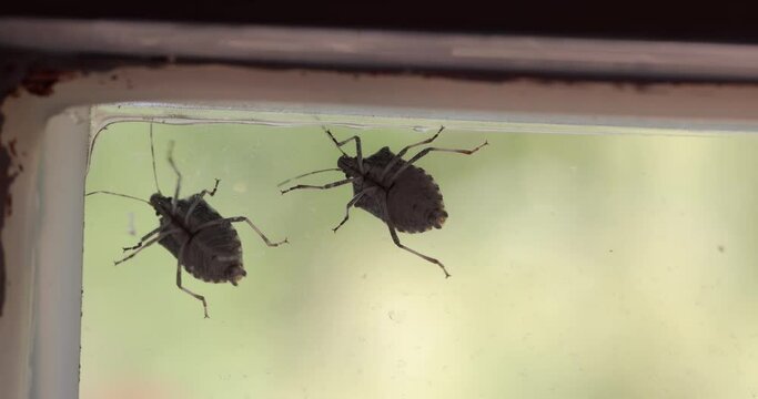 Stink bugs closeup on the window