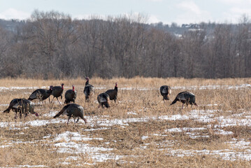 Wild Turkeys In A Snowy Field In Early March
