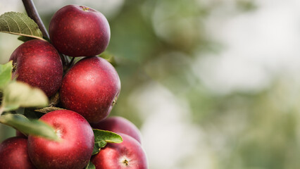 Red apples on tree ready to be harvested. Ripe red apple fruits in summer garden. Selective focus.