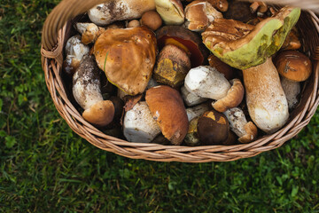 Basket full of fresh forest mushrooms.Autumn season.