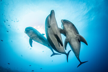 Bottlenose dolphins in blue © Tropicalens
