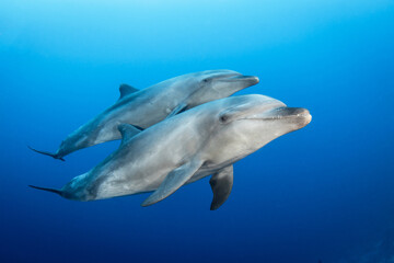 Fototapeta premium Bottlenose dolphins in blue