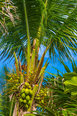 Tropical natural palm tree coconuts blue sky in Mexico.