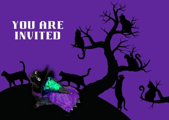 Halloween Invitation card with many black cats