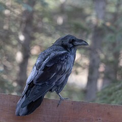 A Common Raven in Alaska