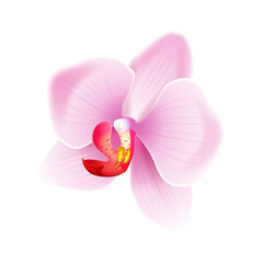 Jasno różowa orchidea - piękny rozwinięty kwiat. Ręcznie rysowana botaniczna ilustracja. - obrazy, fototapety, plakaty
