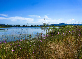 lake in the field