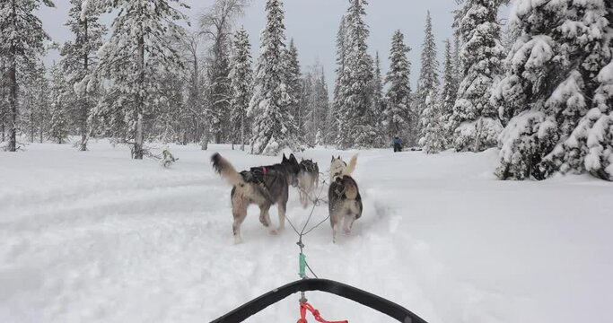 Dog sled ride in winter arctic forest