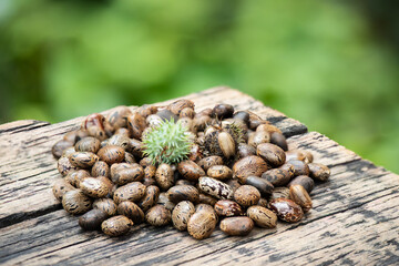 Castor on bokeh nature background.