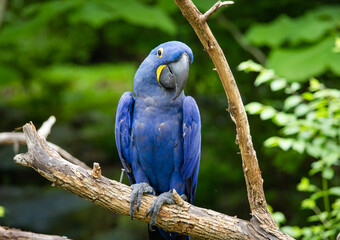 Obraz premium Hyacinth Macaw sitting in a tree at an aviary in a zoo in Tennessee.