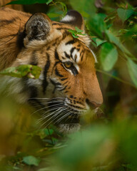 Close-up portrait of a tigress waiting in ambush at Jim Corbett National Park, Uttarakhand, India