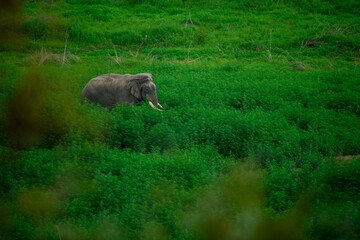 Fototapeta na wymiar Bull elephant in the large natural cannabis growth area inside Jim Corbett National Park, Uttarakhand, India