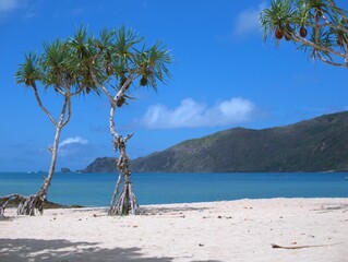 Beatiful Tropical Beach. Kuta Mandalika Beach Lombok Indonesia