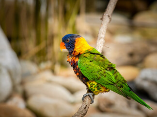 Rainbow Lorikeet sitting on a tree limb at a zoo in Tennessee.
