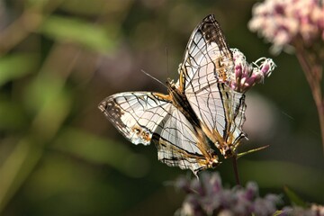 イシガケチョウ