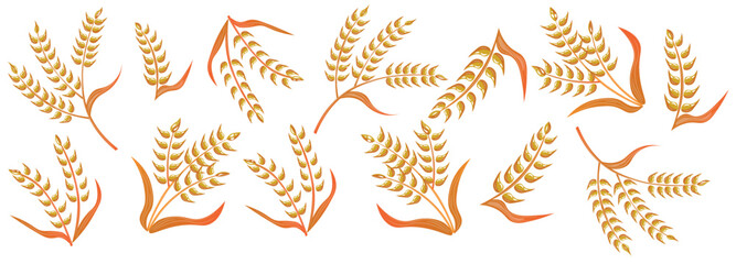 Obraz premium Many wheat spikelets on white background