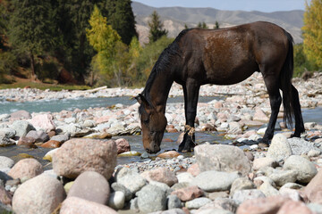 Horse drinking. Kyrgyzstan