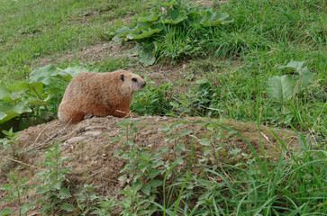 Marmote commune dans un parc à Québec (Marmota monax)