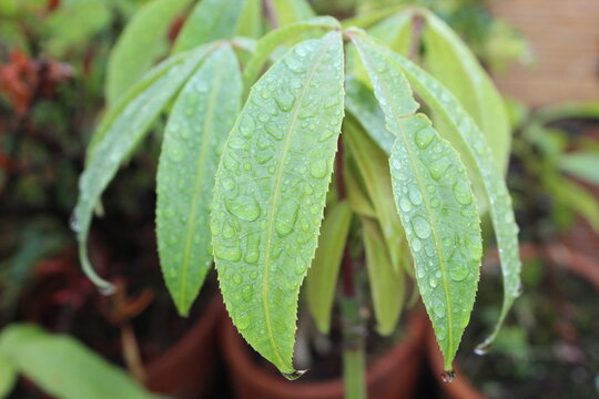 close up of green leaves