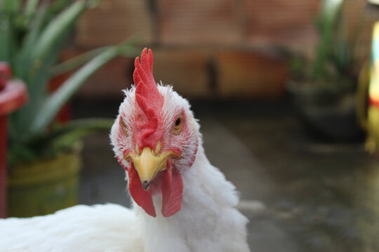 rooster in the farm