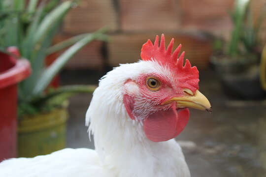 chicken on the farm