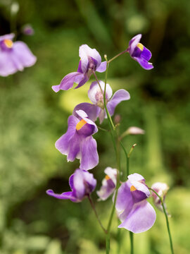 Bright purple flowers of Utricularia, commonly called the bladderwort. Flowers in bloom of carnivorous plant.