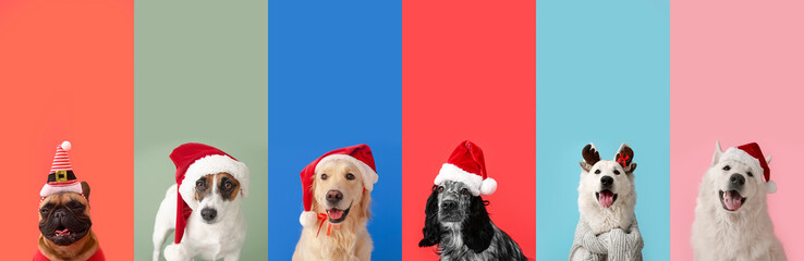 Cute funny dogs in Santa hats on colorful background